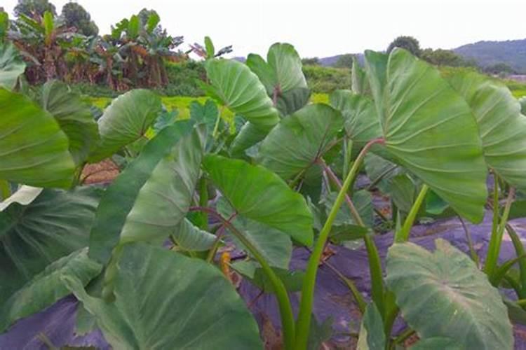 芋头施什么肥料好吃？