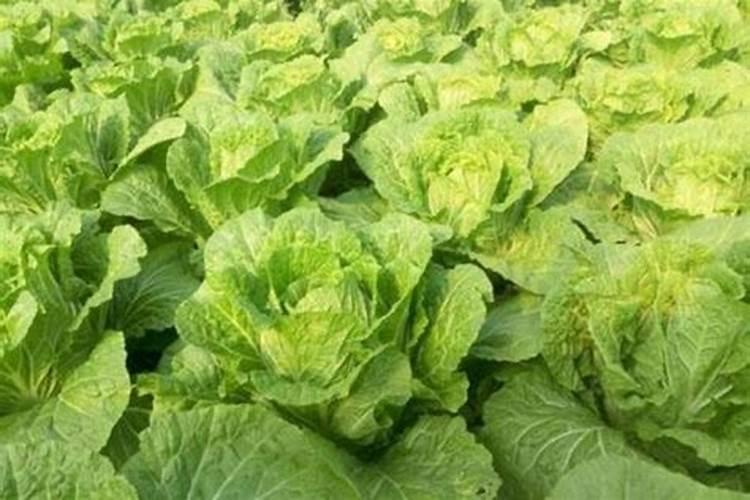 在秋冬季节什么蔬菜的种植对太阳光照要求不高啊