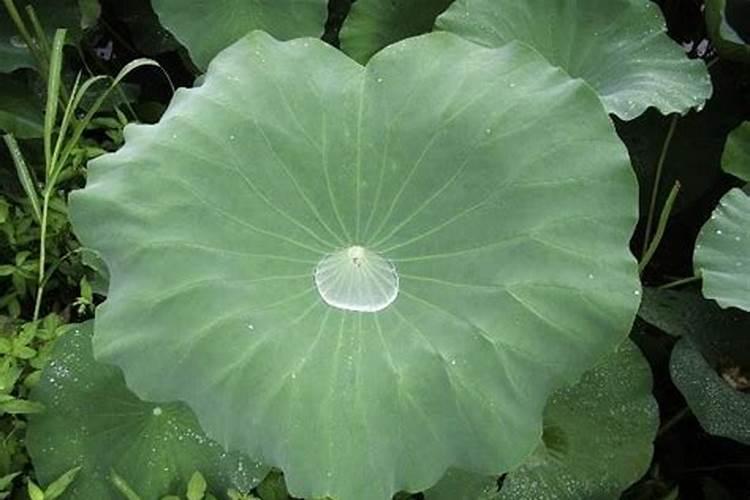 家庭荷花的养殖方法