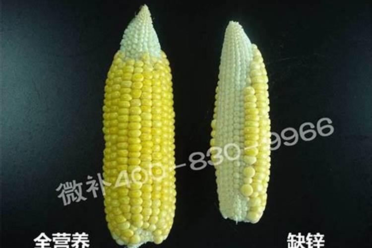 什么肥料使根系发达