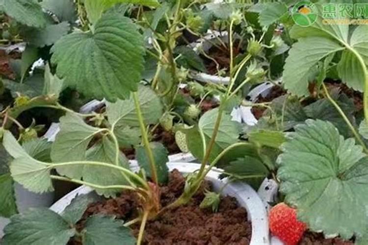 橙子树施什么肥料最好