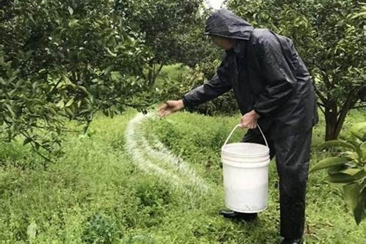 泡沫箱怎么种菜