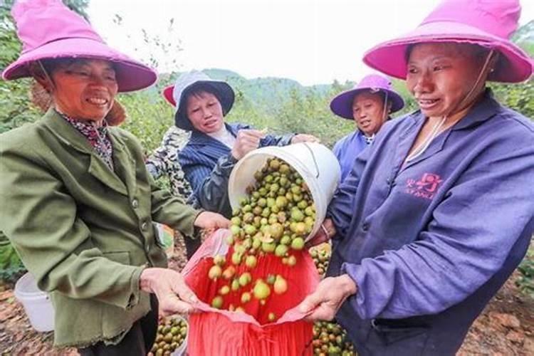 茶子树用什么肥料好？