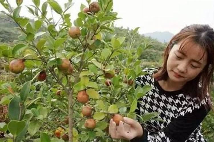 给茶树施什么肥,怎么种植和管理