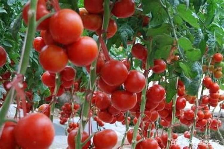 什么肥料可以让植物快速生长