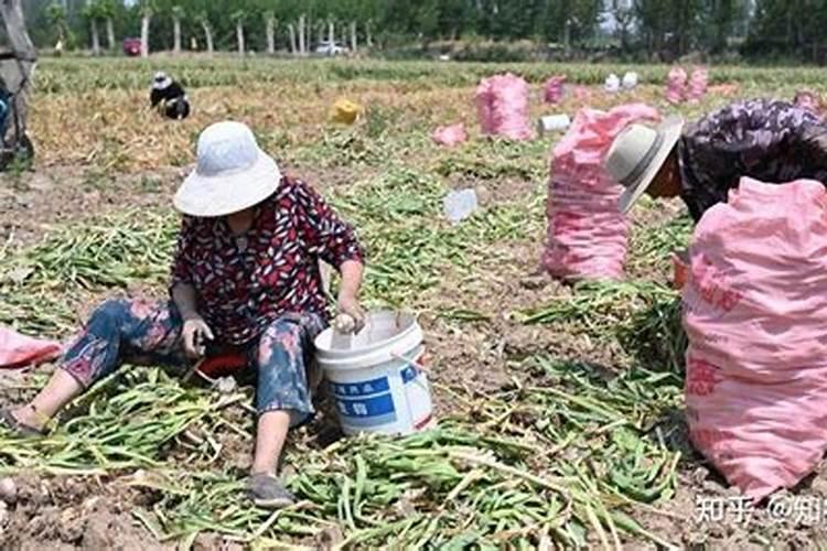 大蒜叶面肥喷什么肥最好