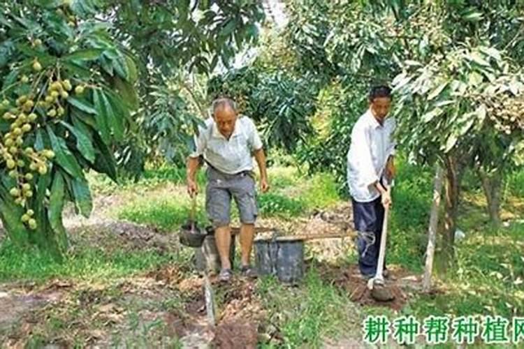 龙眼裂果是什么原因？