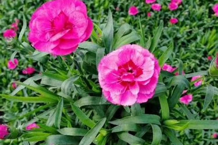 康乃馨花期需要施肥吗
