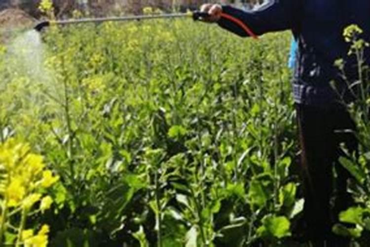 油菜硼肥的作用及使用方法