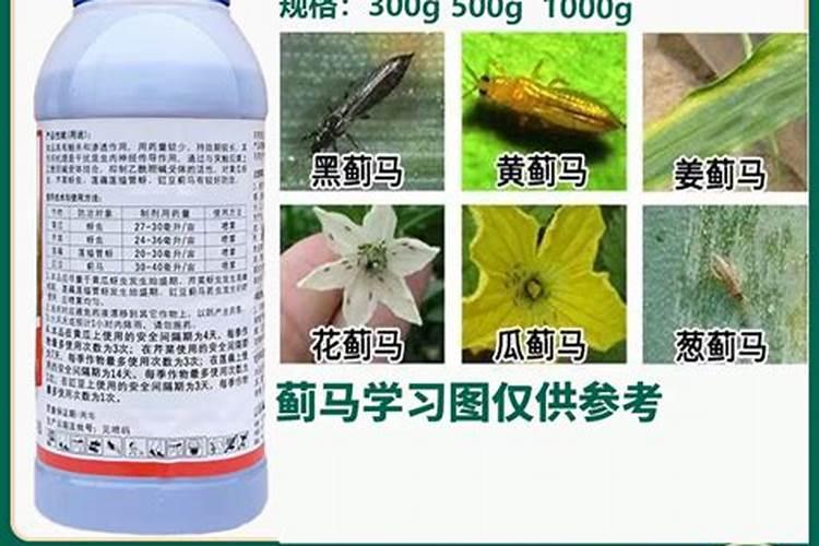 如何让枇杷开花整齐？