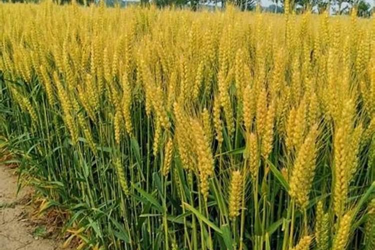 兰草花施什么肥料