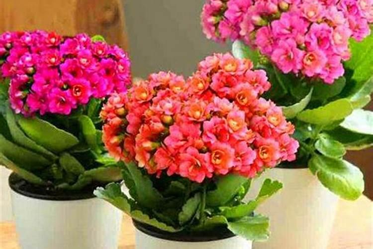 长寿花施什么肥好,长寿花施氮磷钾肥料最好