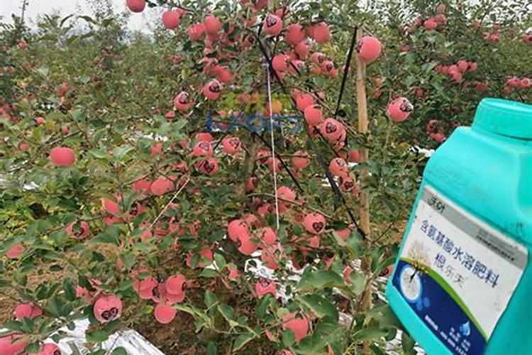 养花多久施一次肥 花草需要隔多久施肥？