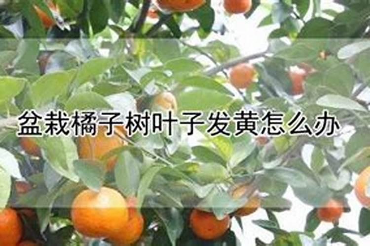 沃柑用什么肥料最好