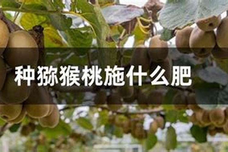 猕猴桃壮果肥什么时候施 最佳使用时间是几月份