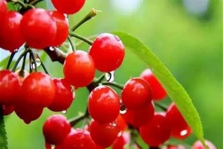 秋季大樱桃树盛果期施肥的方法与时间