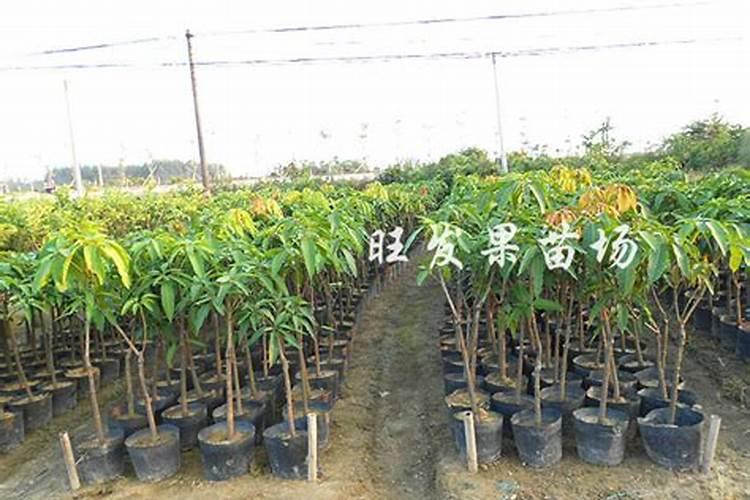 刚长出来的芒果苗怎么管理？