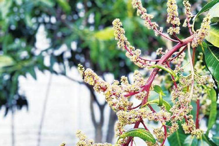 芒果生病了,我的芒果得了严重的角斑病,该怎样冶疗？