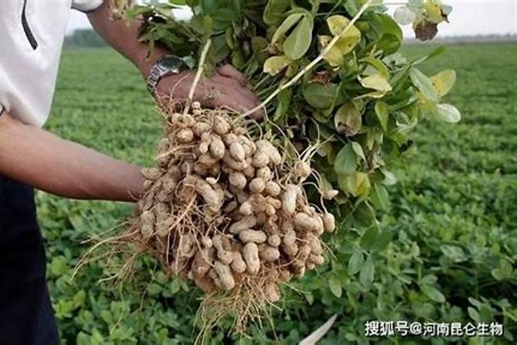请问各位老师花生需要哪些肥料元素比较大氮磷钾？