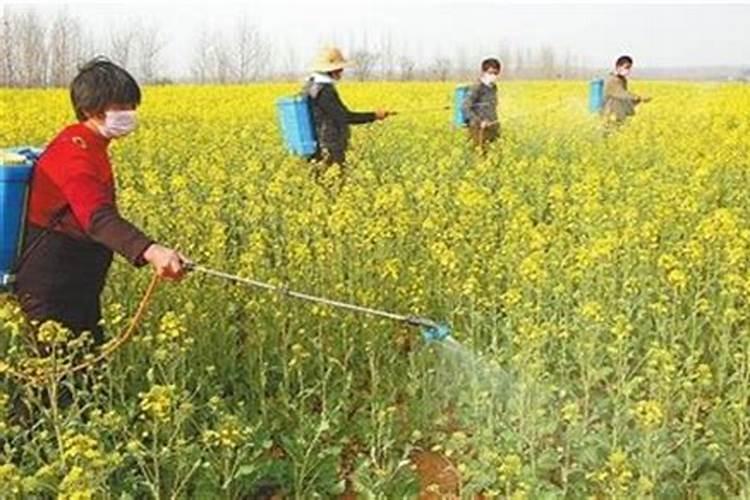 种植油菜为什么要施硼肥油菜啥时候施硼肥好