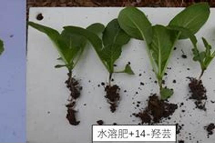 中草药:岩泽兰的功效与作用