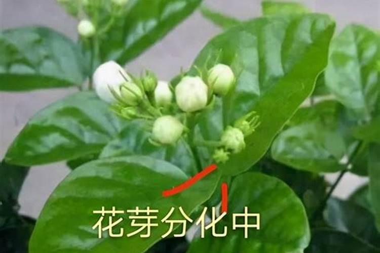 硼肥是什么肥料怎样使用