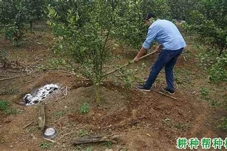茶树最怕含氯肥料