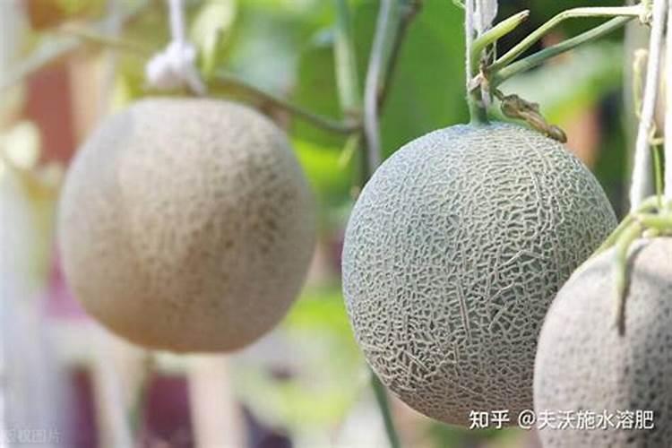 柚子苗种下去多久施肥 柚子苗种后该何时施肥？