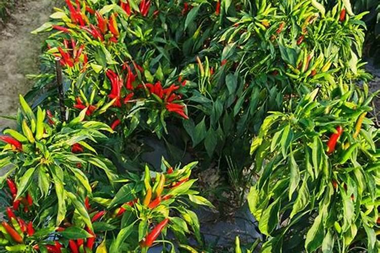 辣椒开花结果期用什么肥料