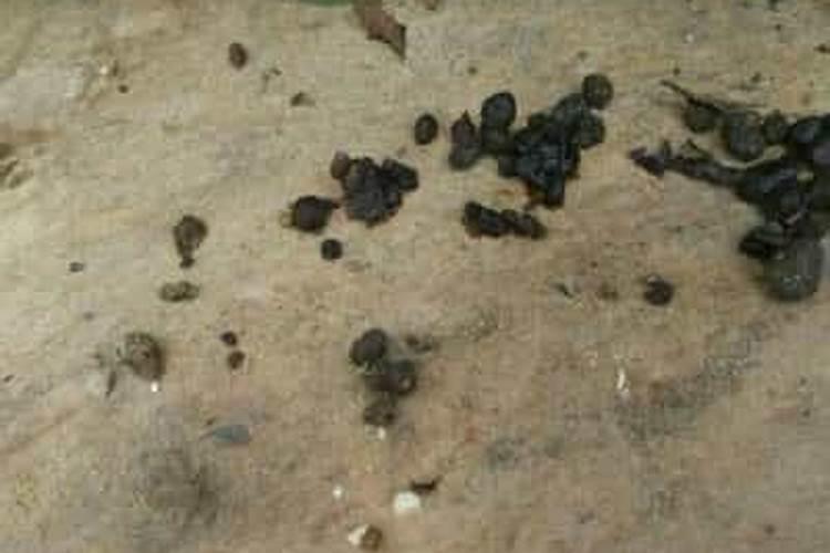 兔子屎可以当肥料吗放菜地里