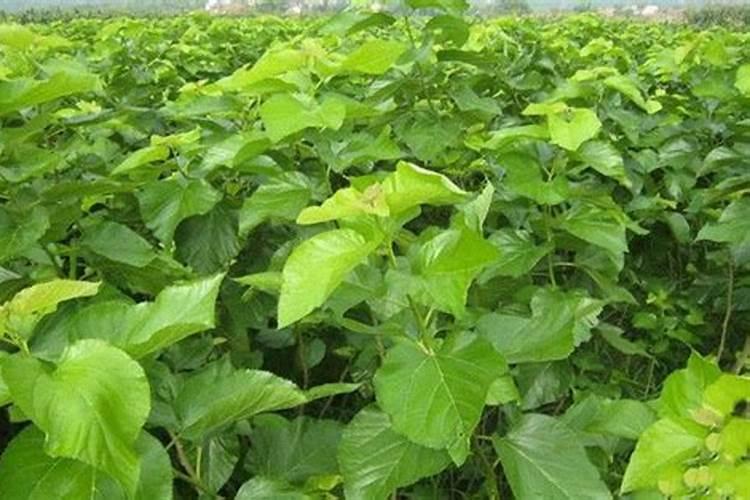 桑葚在定植之后,该如何进行水肥方面的管理？