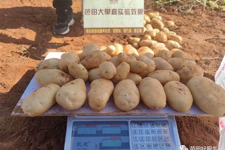 种土豆用什么肥料最好