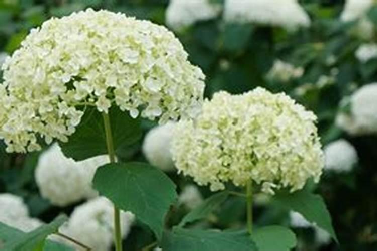 绣球开花了还能施肥吗
