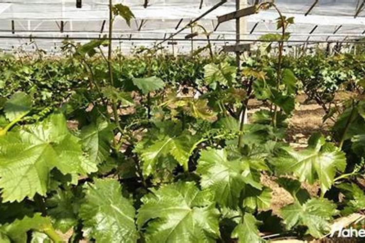 新栽茶苗在施肥这件事上要怎么做合适