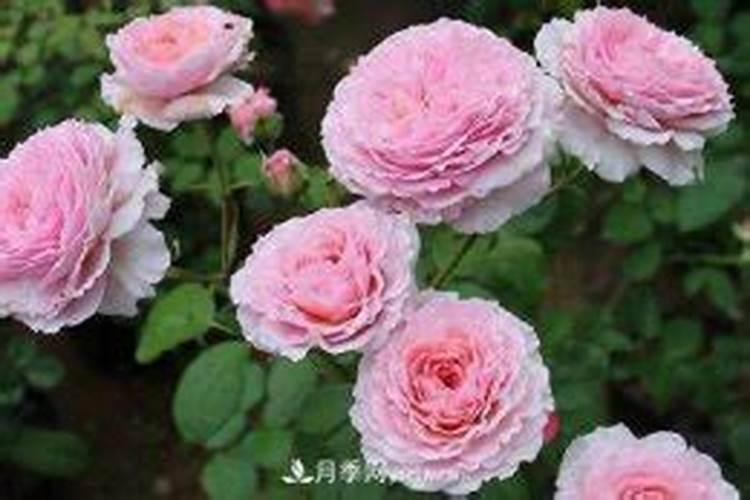 月季冬季怎么施底肥
