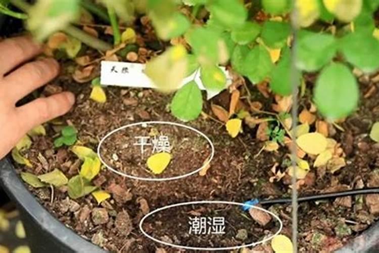 发财树要怎么浇水叶子上能喷水吗