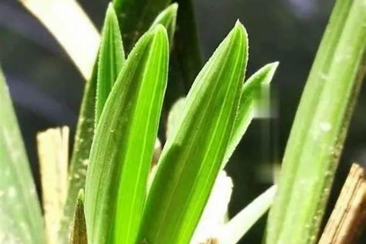 水溶肥料是什么原料做的