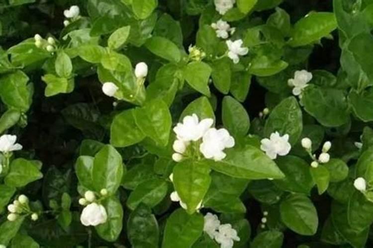 茉莉花如何养护？