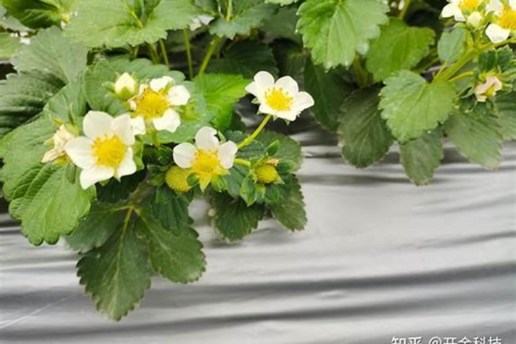 花椒树什么时候可以喷施叶面肥？