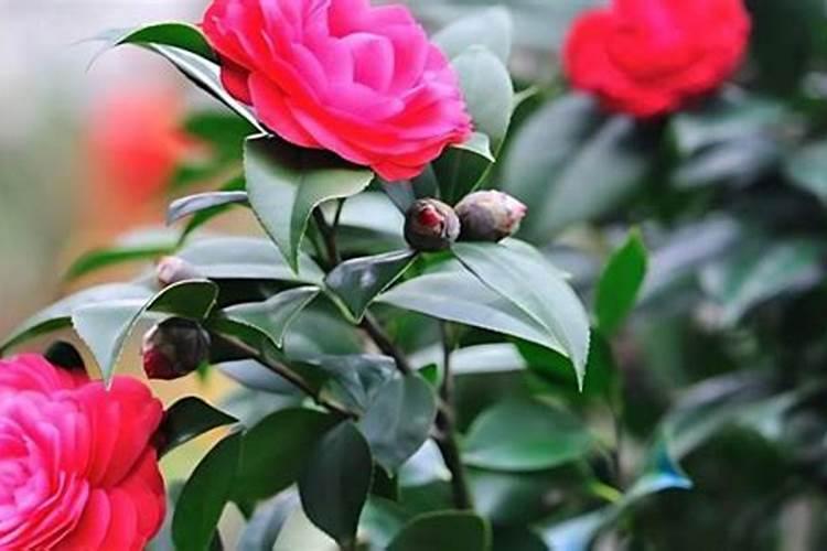 茶花在开花期间如何浇水施肥