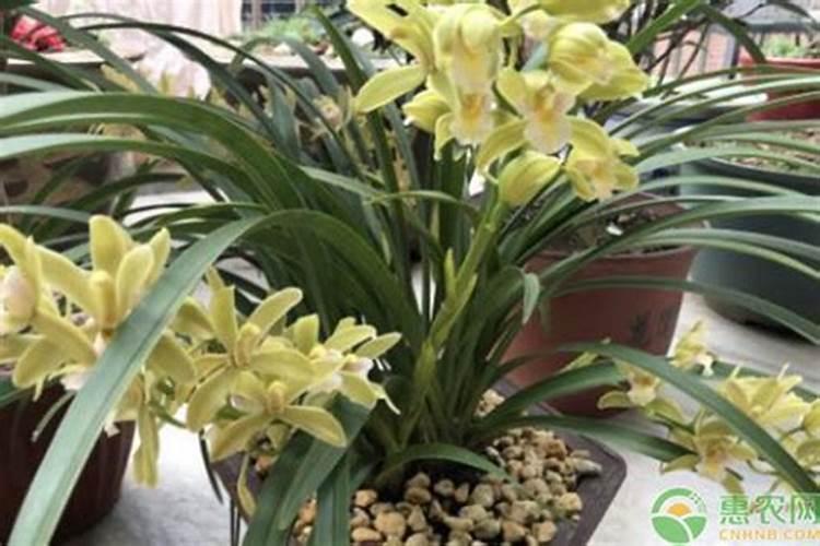 用什么给兰花施肥比较好
