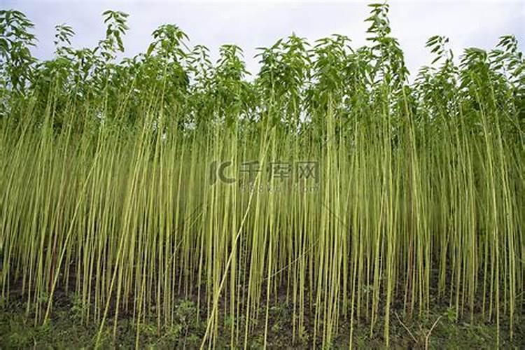 黄麻茎斑病防治方法