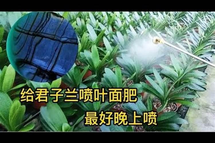 晚上喷打叶面肥和虫药有效果然吗