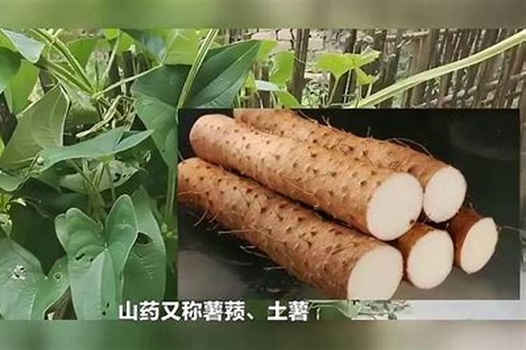 请问下蓝莓叶子是什么问题？