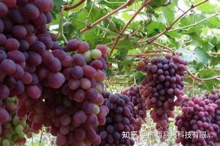 葡萄第一次打硼,钙,锌叶面肥什么时候