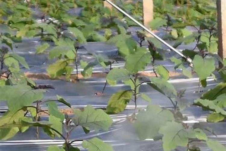 红糖加醋做叶面肥红糖加醋当叶面肥的好处