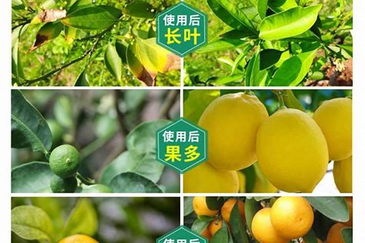 花生饼喂鱼几斤长一斤鱼