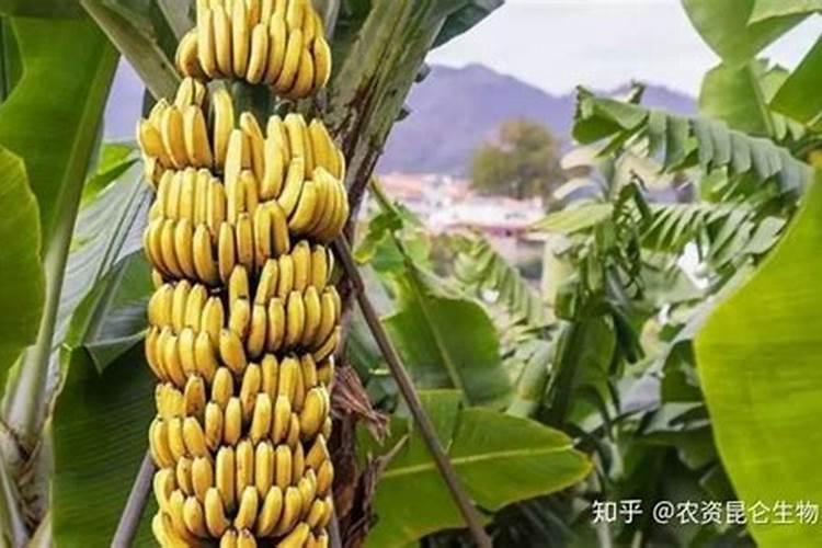 养花的十大最佳肥料