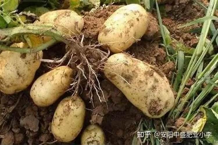 养花一般要施什么肥料好,养花施什么肥最好