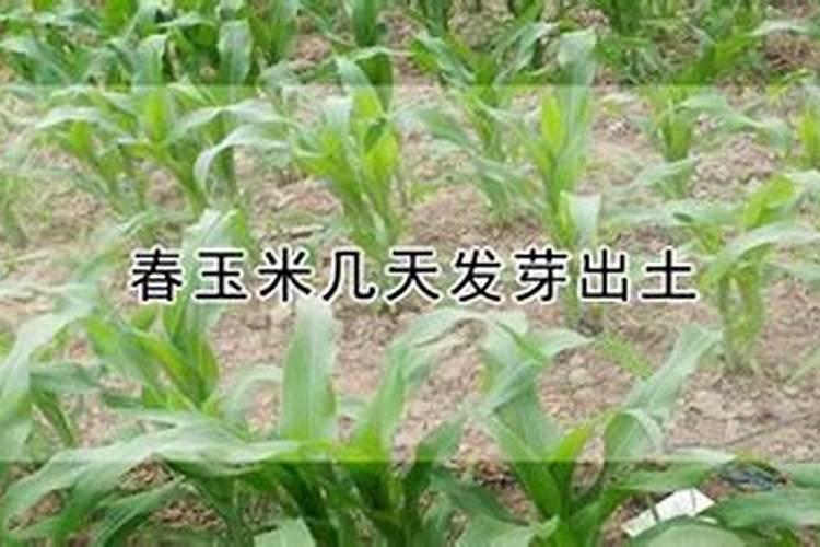 玉米苗期喷什么叶面肥